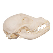 Real Domestic Dog Skeleton - Partial