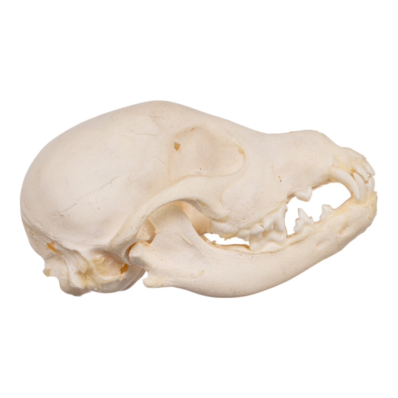 Real Domestic Dog Skeleton - Partial