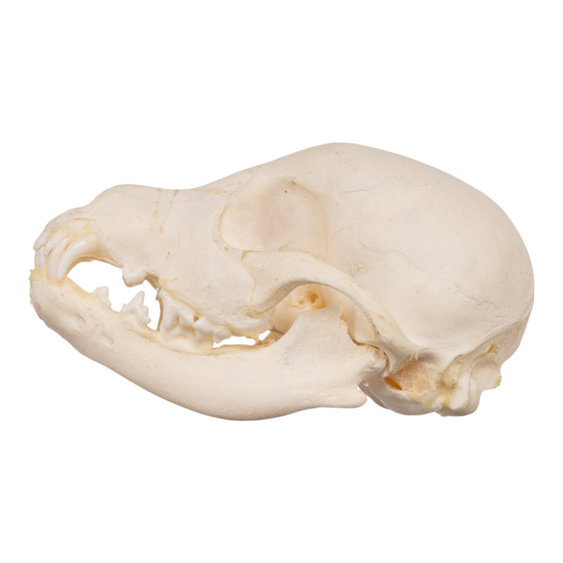 Real Domestic Dog Skeleton - Partial