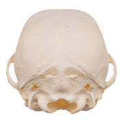 Real Domestic Dog Skeleton - Partial