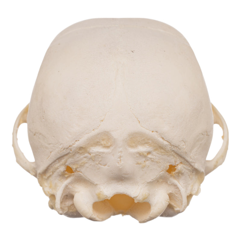 Real Domestic Dog Skeleton - Partial