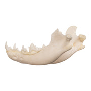 Real Domestic Dog Skeleton - Partial