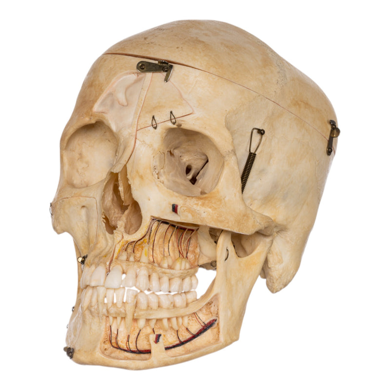 Real Human Skull - Dissected