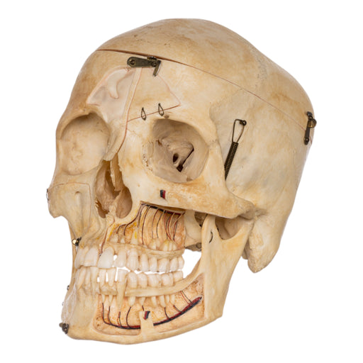 Real Human Skull - Dissected