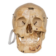 Real Human Skull - Dissected