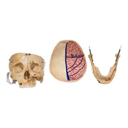 Real Human Skull - Dissected