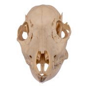 Real Chinese Water Deer Skull - Female