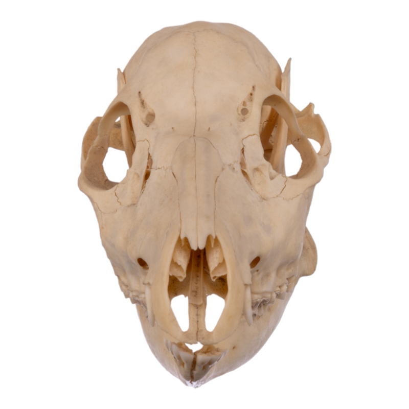 Real Chinese Water Deer Skull - Female