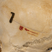 Real Human Skull - Dissected
