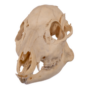 Real Chinese Water Deer Skull - Female