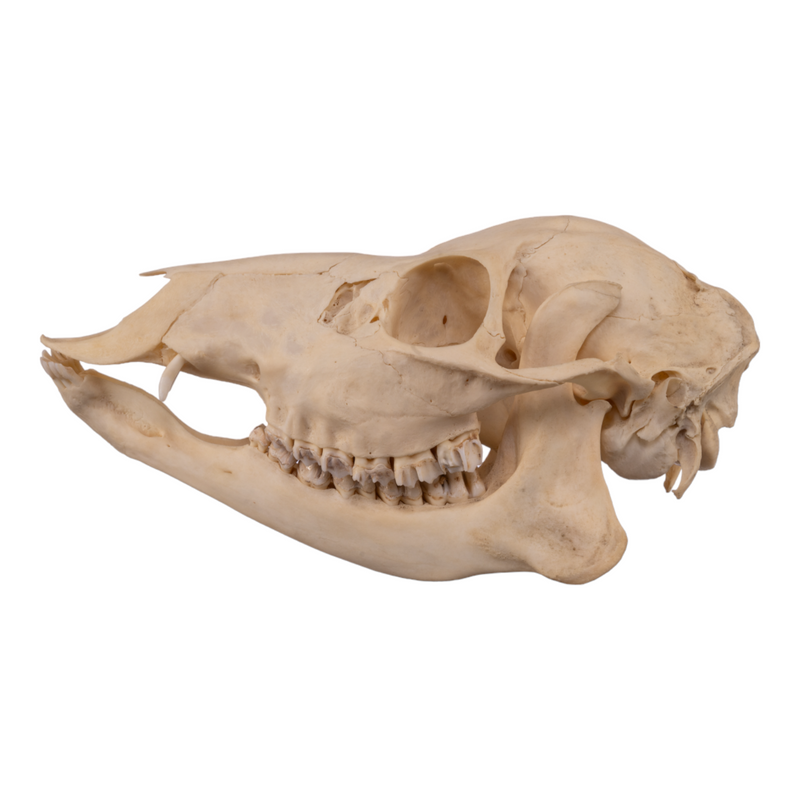 Real Chinese Water Deer Skull - Female