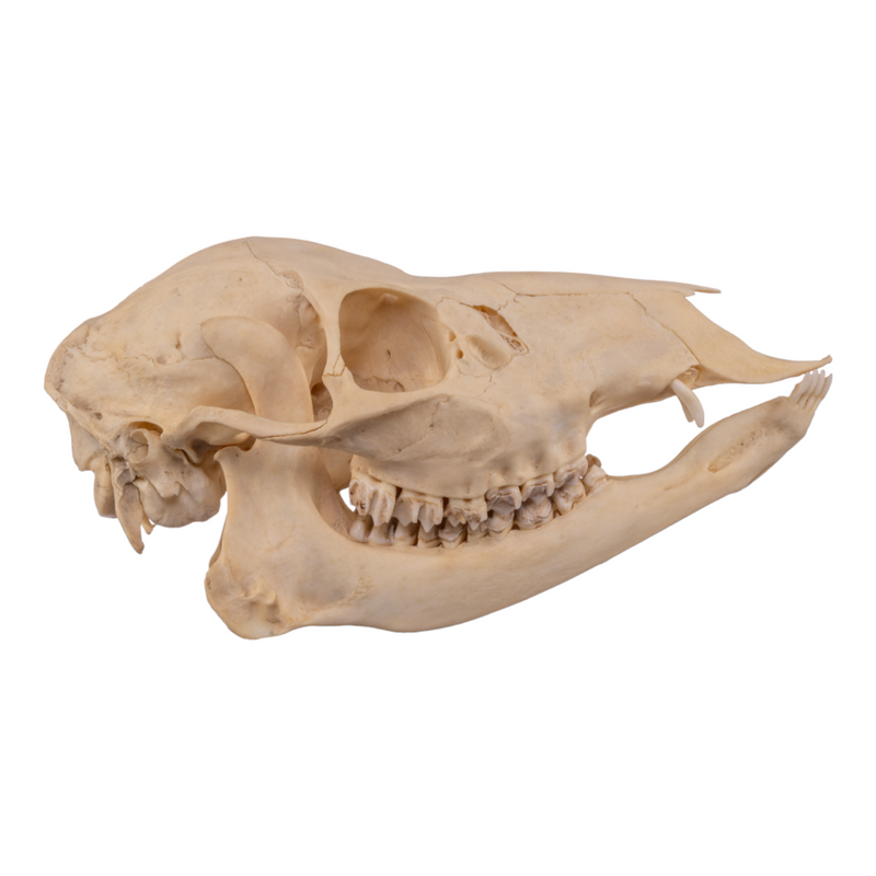 Real Chinese Water Deer Skull - Female