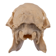 Real Chinese Water Deer Skull - Female