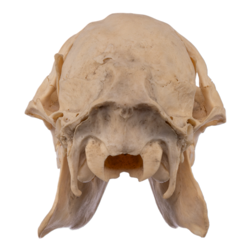 Real Chinese Water Deer Skull - Female