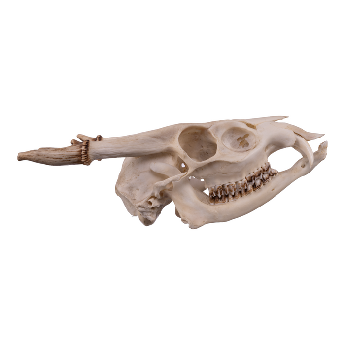Real Muntjac Skull - Male