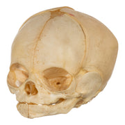Real Human Fetal Skull