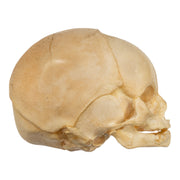 Real Human Fetal Skull