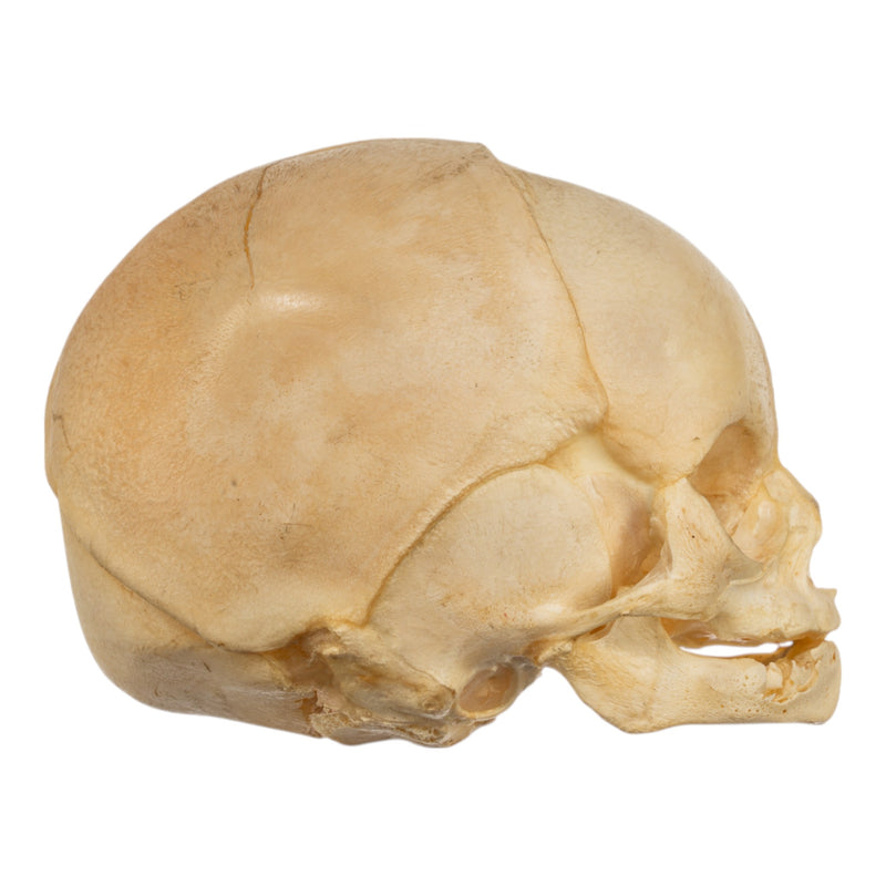 Real Human Fetal Skull