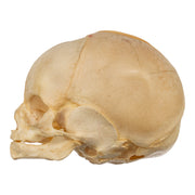 Real Human Fetal Skull