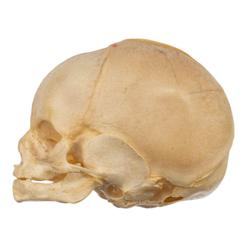 Real Human Fetal Skull