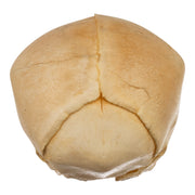 Real Human Fetal Skull