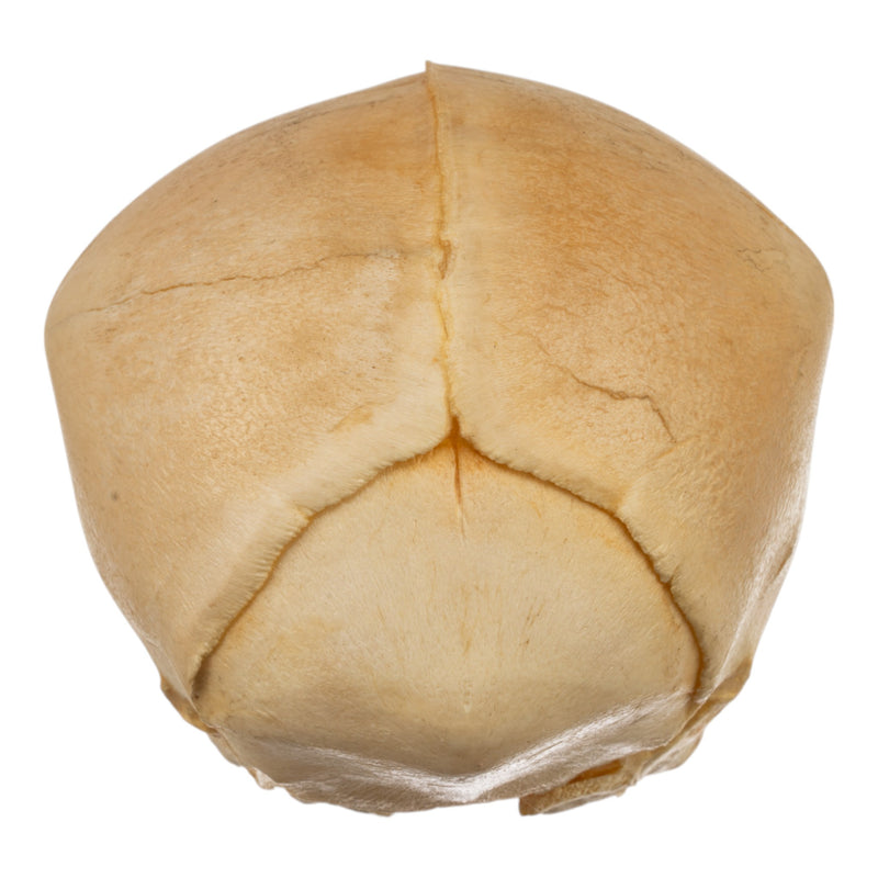 Real Human Fetal Skull