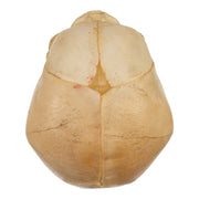 Real Human Fetal Skull