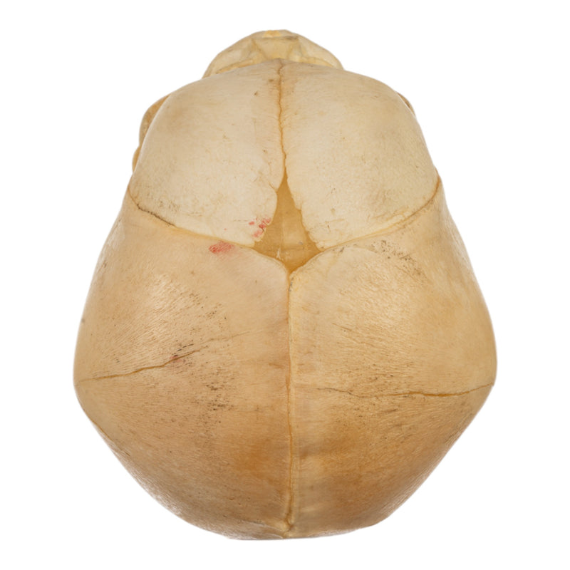 Real Human Fetal Skull