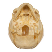 Real Human Fetal Skull