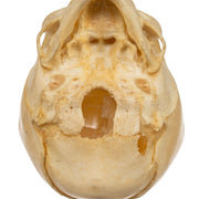 Real Human Fetal Skull