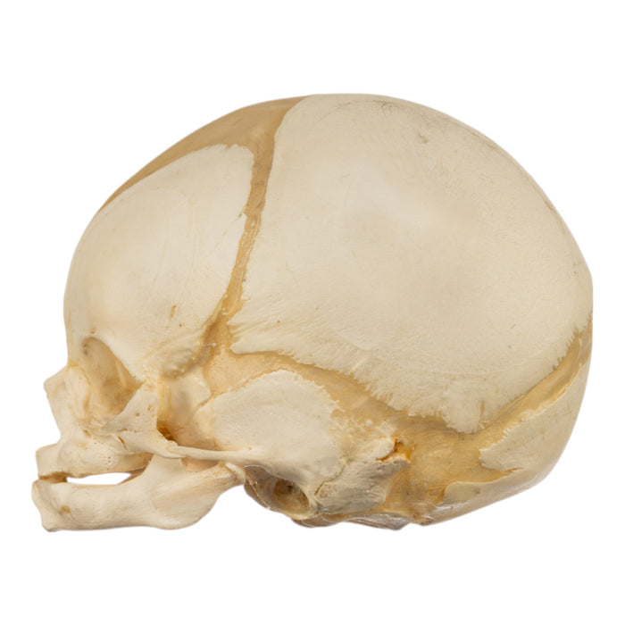 Real Human Fetal Skull