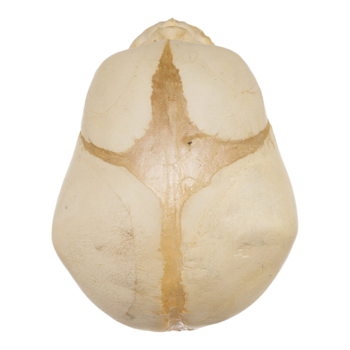 Real Human Fetal Skull