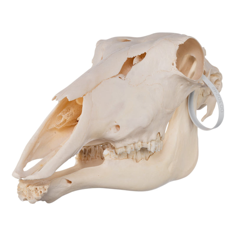 Real Waterbuck Skull - Female