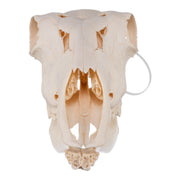 Real Waterbuck Skull - Female