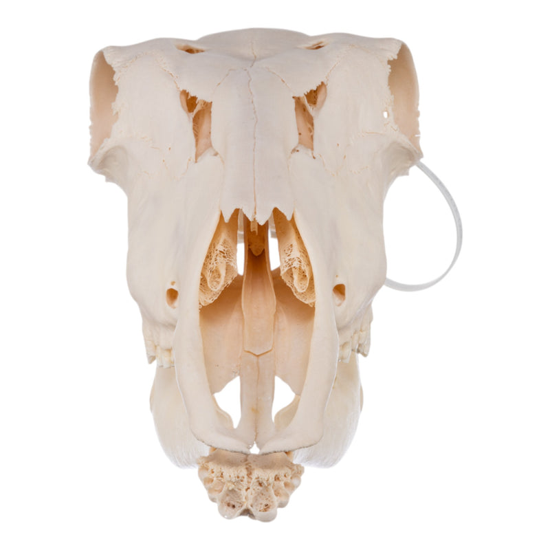 Real Waterbuck Skull - Female