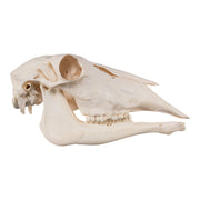 Real Waterbuck Skull - Female