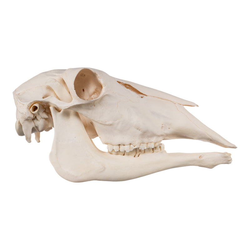 Real Waterbuck Skull - Female