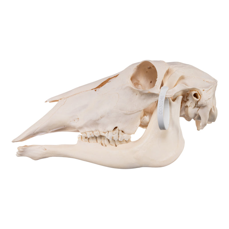 Real Waterbuck Skull - Female