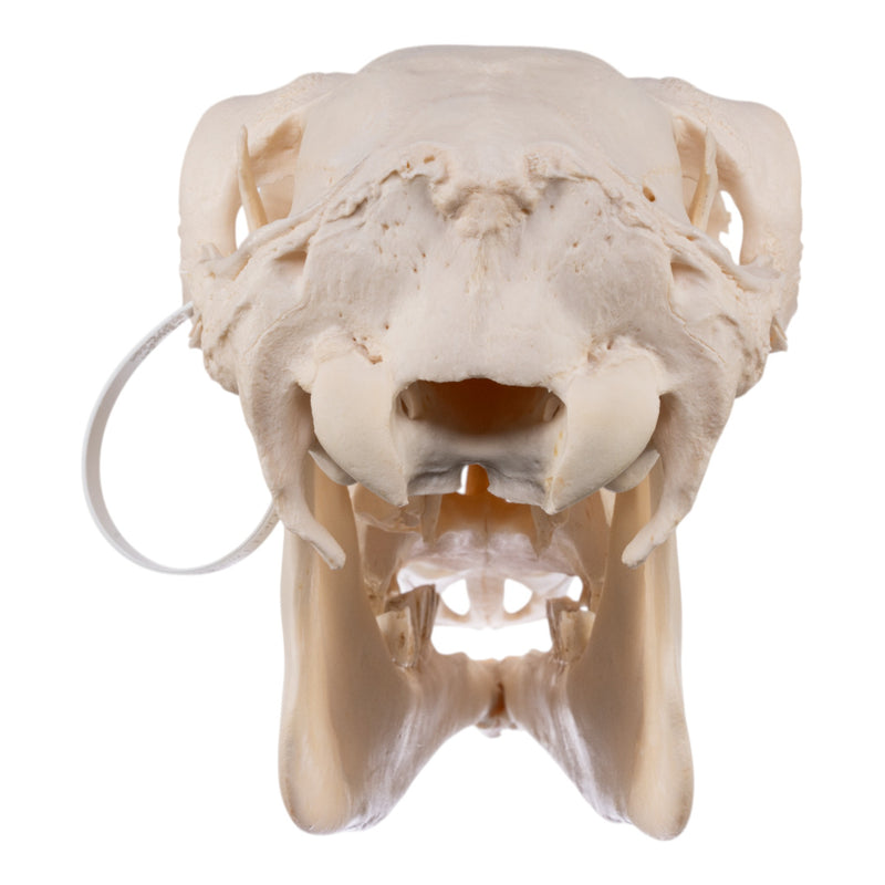 Real Waterbuck Skull - Female