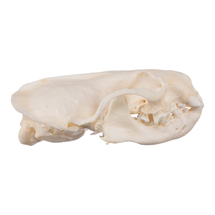 Real American Mink Skull - Pathology