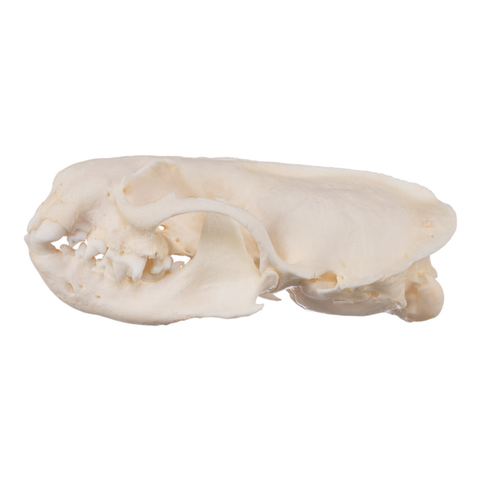 Real American Mink Skull - Pathology