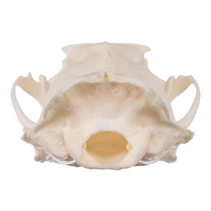 Real American Mink Skull - Pathology