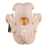 Real Domestic Dog Skull - Great Dane (Periodontal)