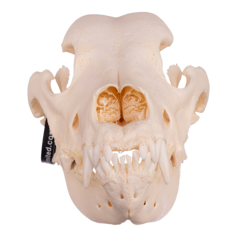 Real Domestic Dog Skull - Great Dane (Periodontal)
