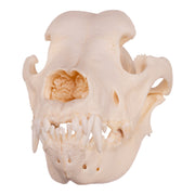 Real Domestic Dog Skull - Great Dane (Periodontal)