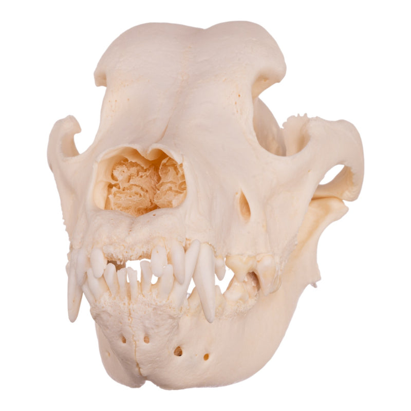Real Domestic Dog Skull - Great Dane (Periodontal)