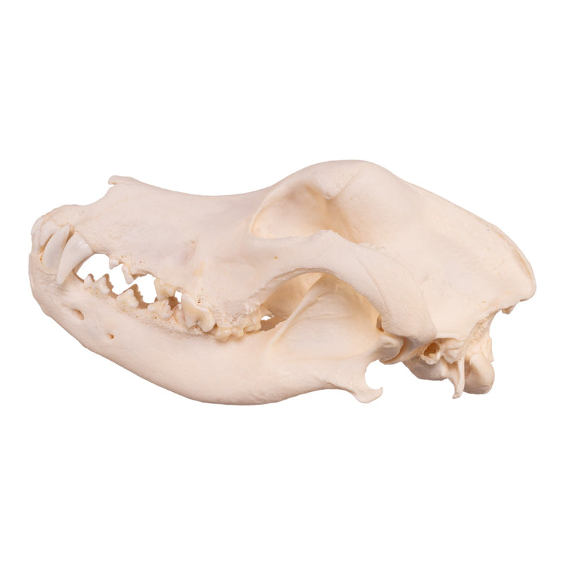 Real Domestic Dog Skull - Great Dane (Periodontal)
