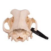 Real Domestic Dog Skull - Great Dane (Periodontal)