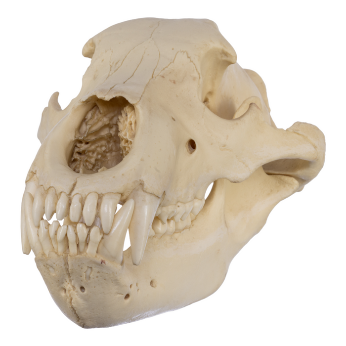 Replica Grizzly Bear Skull - Antique