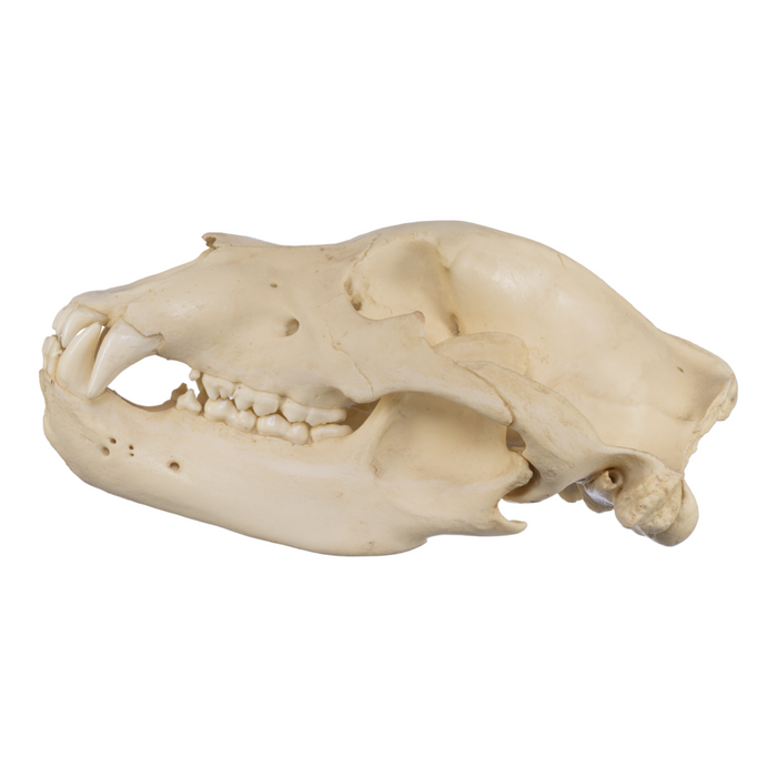 Replica Grizzly Bear Skull (Antique) For Sale — Skulls Unlimited